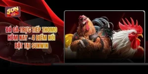 Đá gà trực tiếp Thomo hôm nay