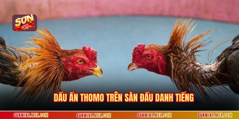 Dấu ấn thomo trên sàn đấu danh tiếng
