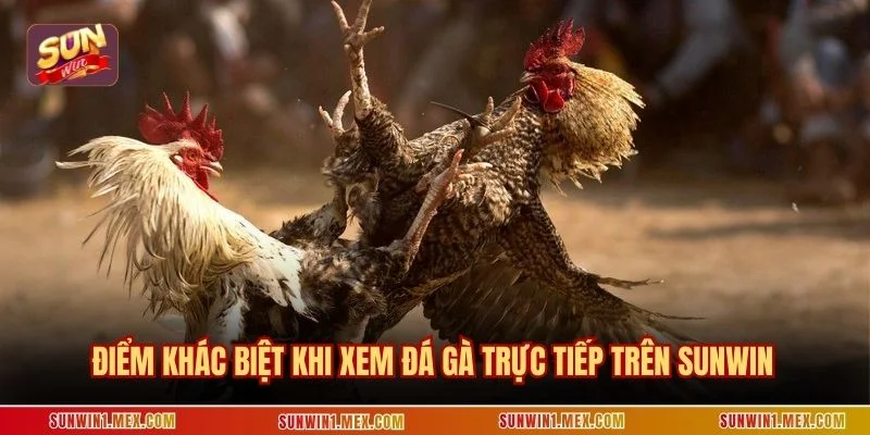 Điểm khác biệt khi xem đá gà trực tiếp trên Sunwin