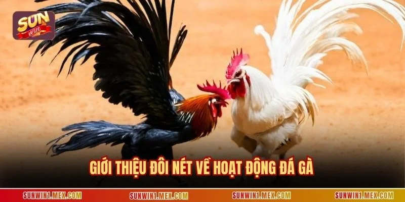 Giới thiệu đôi nét về hoạt động đá gà