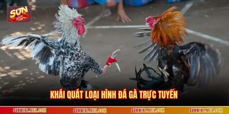 Khái quát loại hình đá gà trực tuyến