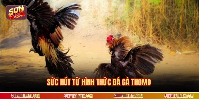 Sức hút từ hình thức đá gà Thomo