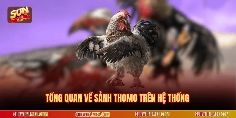 Tổng quan về sảnh Thomo trên hệ thống